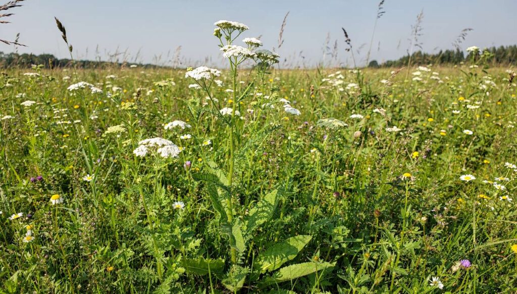 Ta przyprawa z polskich łąk działa silniej niż kurkuma. Badacze z PAN to potwierdzają