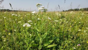 Ta przyprawa z polskich łąk działa silniej niż kurkuma. Badacze z PAN to potwierdzają